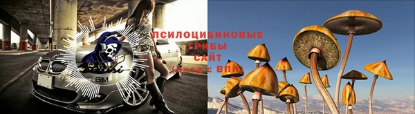 PSILOCYBIN Армянск
